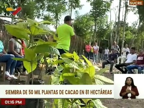 Sucre | Realizan siembra de 50 mil semillas de cacao en 81 hectáreas del mcpio. Andrés Mata