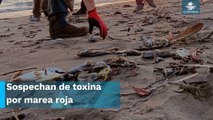 ¡Escalofriante! Mueren cientos de peces en playas de Sinaloa