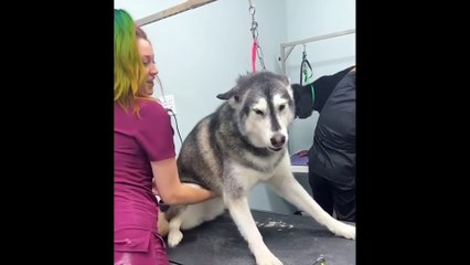 Funniest Animals Videos 2023  Try Not To Laugh Funny Dogs And Cats