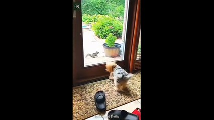 Pet-tactic Moments: Unforgettable Memories