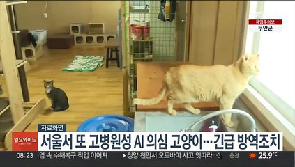 서울서 또 고병원성 AI 의심 고양이…긴급 방역조치