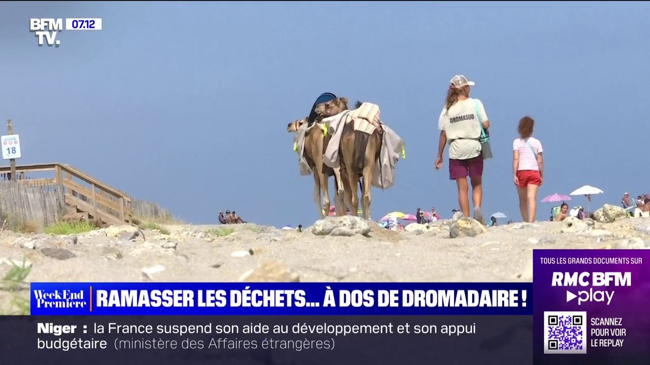 Les estivants ramassent les déchets à dos de dromadaires sur la plage près de Montpellier