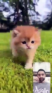 Beautiful Cats|Cats lovers|Animal lovers Funny and Amazing cats videos