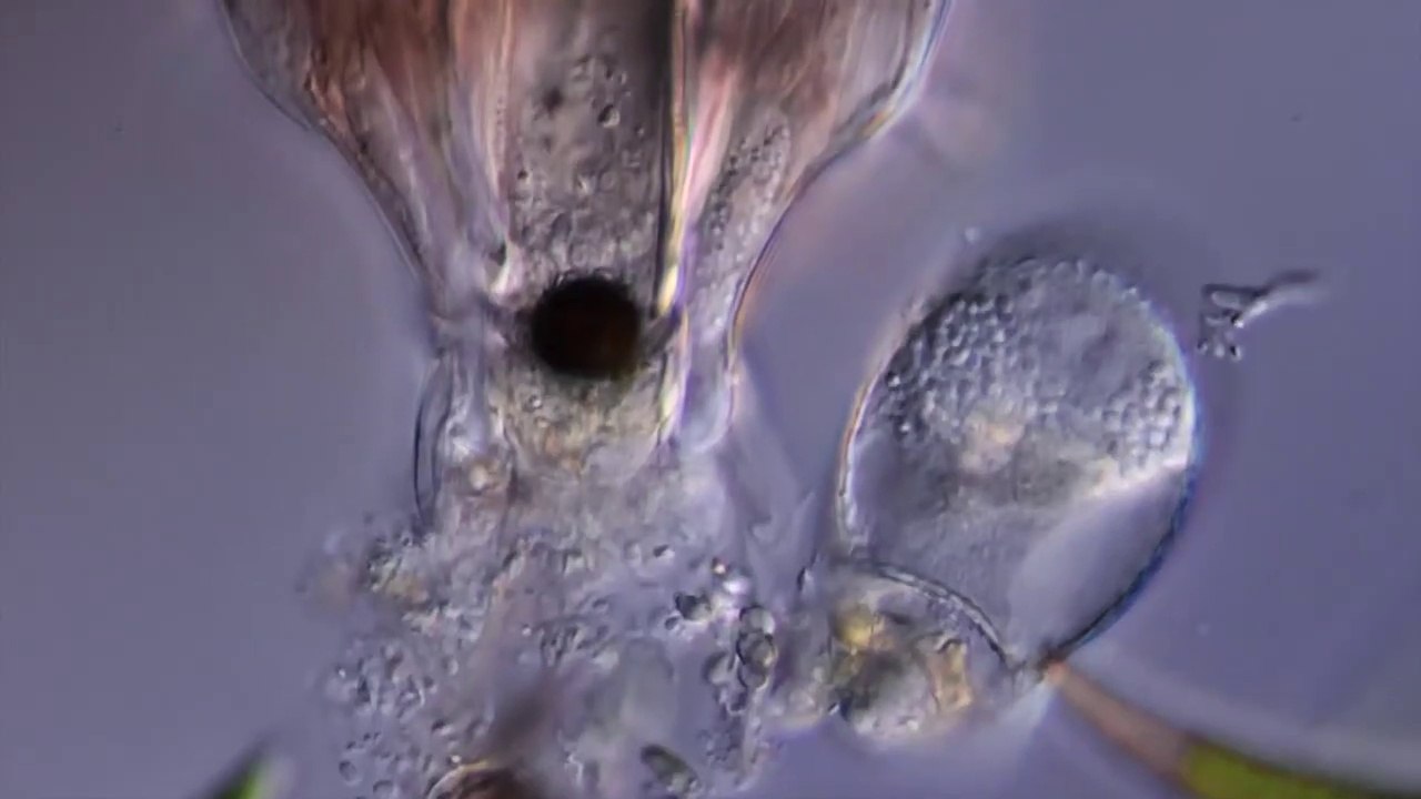 Saving a Tardigrade by KILLING it!