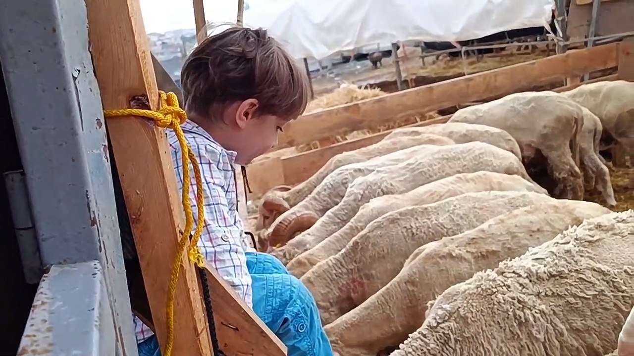 الاضاحي في العيد اسطنبول