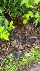 Orphaned Ducklings Helped Across Road