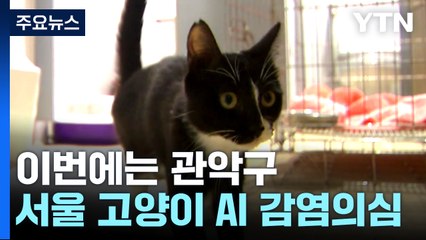 서울서 두 번째 '고양이 AI' 의심 사례...긴급 방역조치 / YTN