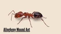 Mind Blowing Mound Builders Allegheny Mound Ants