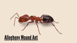 Mind Blowing Mound Builders Allegheny Mound Ants