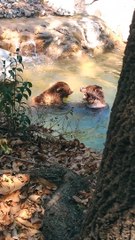 Two Bears Chillin In A Pond