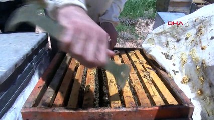 Gaziantep'te Zahter Balı Hasadı Tamamlandı