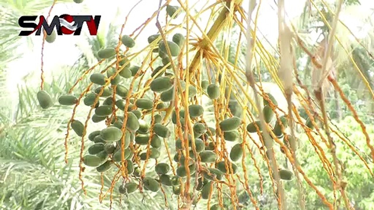 আরবি খেজুর কী আর কেমন