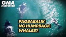 Pagbabalik ng humpback whales? | GMA News Feed