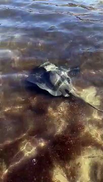 Inquiétude à Marseille après la découverte d'une raie venimeuse dans les eaux de la Plage de la Pointe Rouge - La plage a été interdite d'accès - VIDEO