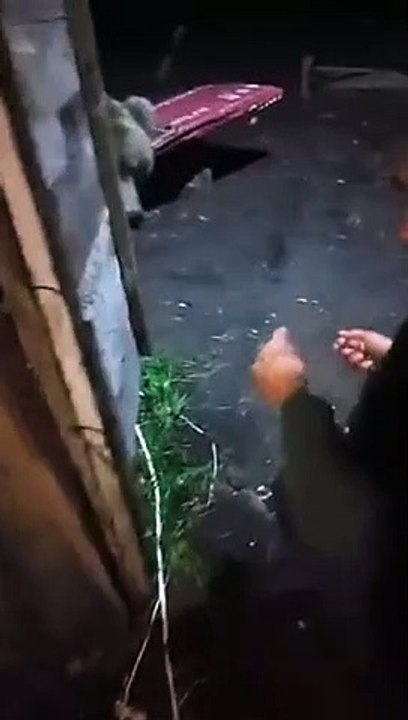 Nourrir un ours sauvage... risqué