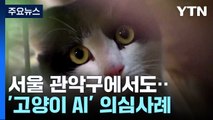 서울서 두 번째 '고양이 AI' 의심 사례...긴급 방역조치 / YTN