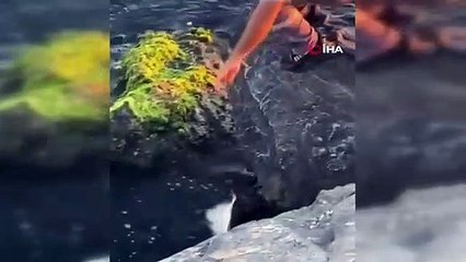 Pendik Sahili'nde balıkçı oltasına vatoz takıldı