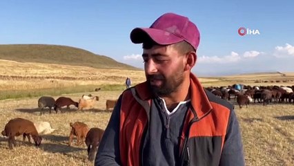 Début des travaux de tonte sur les hauts plateaux