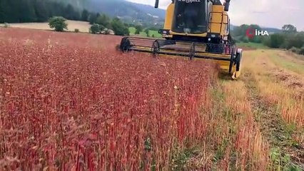 Çölyak hastalarının besin kaynağı karabuğdayda yüksek verim