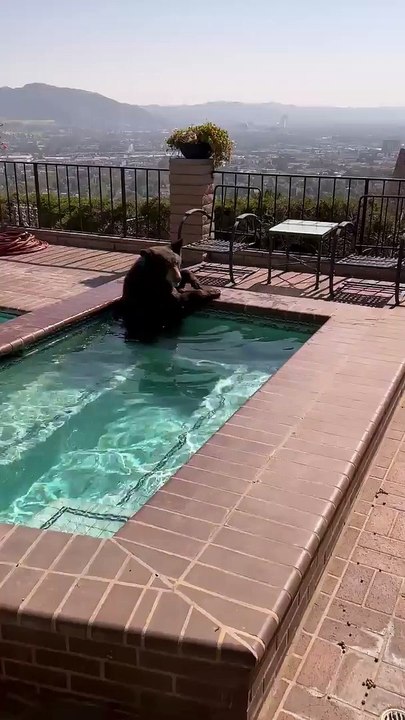 Black bear in jacuzzi