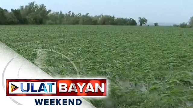 PBBM, iniutos ang pagsumite ng mga LGU ng ulat sa pinsala ng Bagyong #EgayPH sa agrikultura