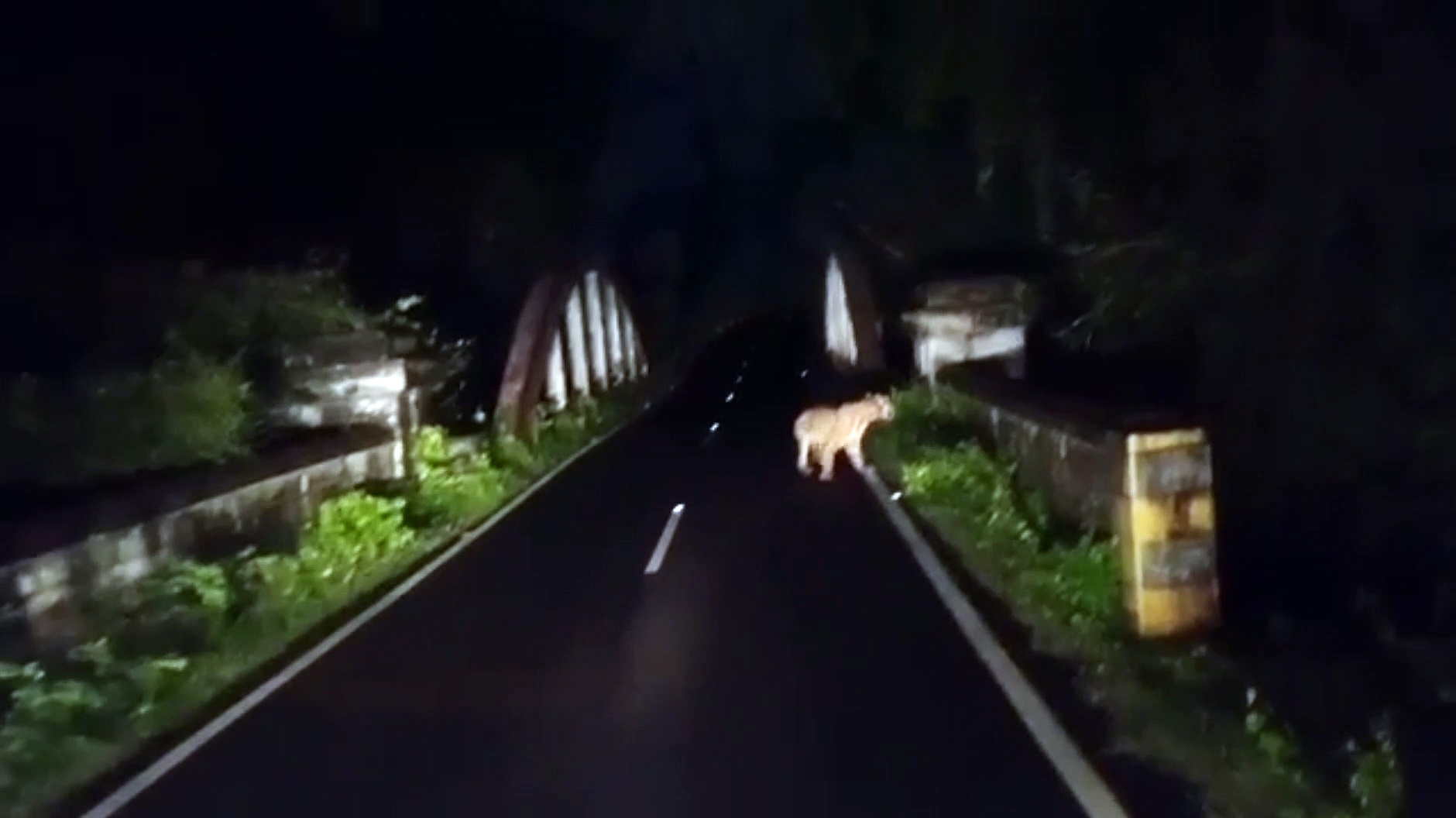 தேசிய நெடுஞ்சாலையில் உலா வந்த புலி: வீடியோ எடுத்த வாகன ஓட்டிகள்!