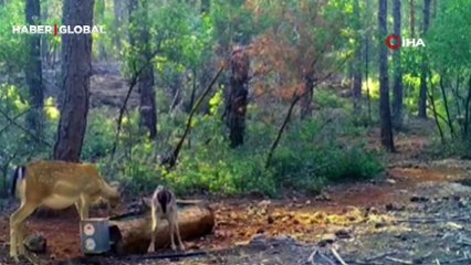 Kısa sürede yüzlerce kez izlendi... Su içen alageyik ve yavrusu fotokapana yakalandı