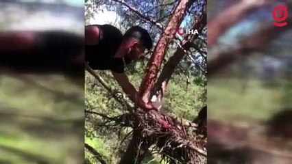 Annesi ölen yavru şahinleri orman işçisi sahiplendi