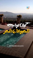 كيف تواجه الحيوانات حر فصل الصيف؟