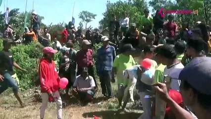 Serunya Menyaksikan Perlombaan Karapan Kambing Congklangan Probolinggo