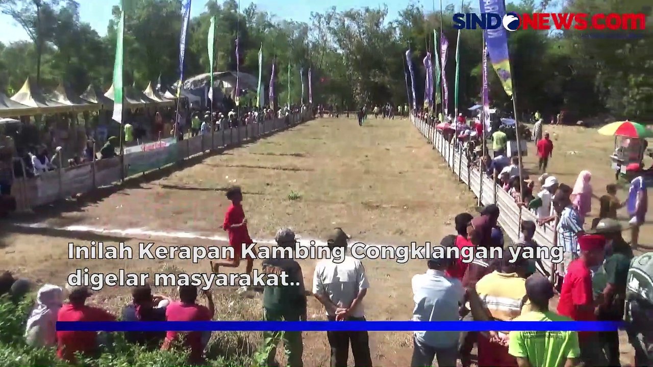 Tradisi Unik! Perlombaan Kerapan Kambing Congklangan di Probolinggo