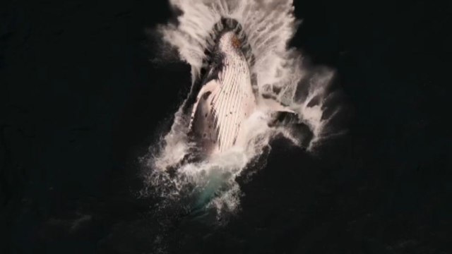 STUN-tacular bird's eye view of a colossal Humpback Whale breaching