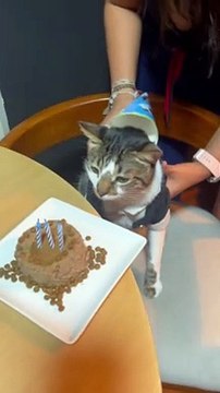 Birthday Cat Gets Cake to the Face
