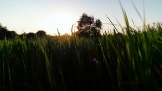 sunset reeds 4k Video