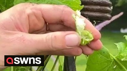 Explosive cucumbers native to Mediterranean and South America successfully grown in Yorkshire urban garden