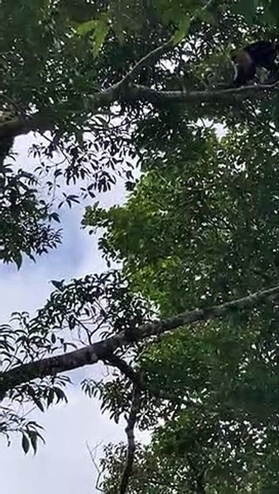 Monos Capuchinos (Mono Carablanca).  