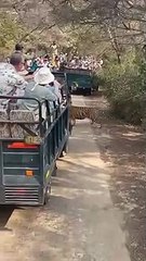 रणथम्भौर रैकिंग में फिसला: 33 वें से 35 वें पर आया