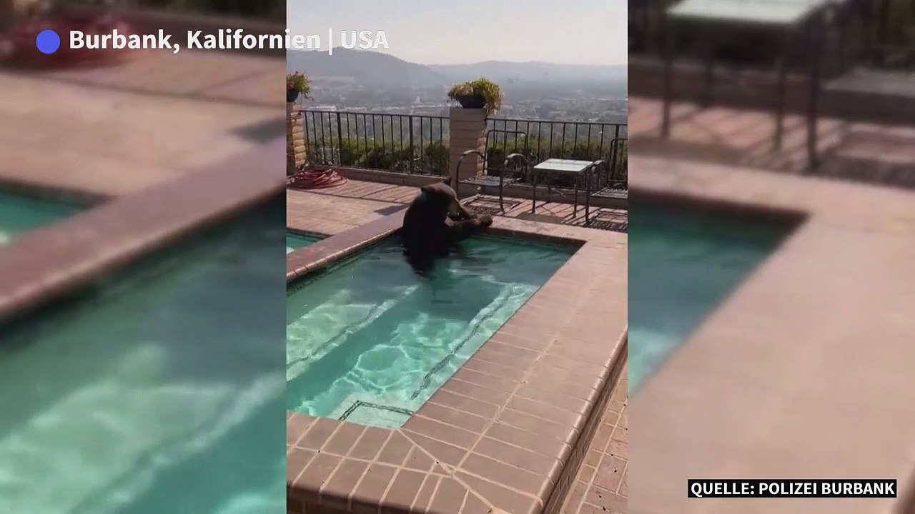 Bär sucht Abkühlung im Pool