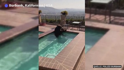 Bär sucht Abkühlung im Pool