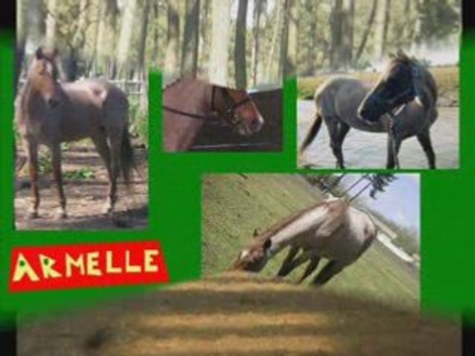 Chevaux que j'adore