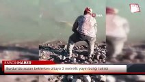 Burdur’da sazan beklerken oltaya 2 metrelik yayın balığı takıldı