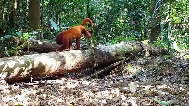 Animals of Amazon 4K - Animals That Call The Jungle Home _ Amazon Rainforest _Scenic Relaxation Film