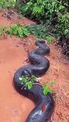 Des brésiliens découvrent un énorme anaconda en bord de route