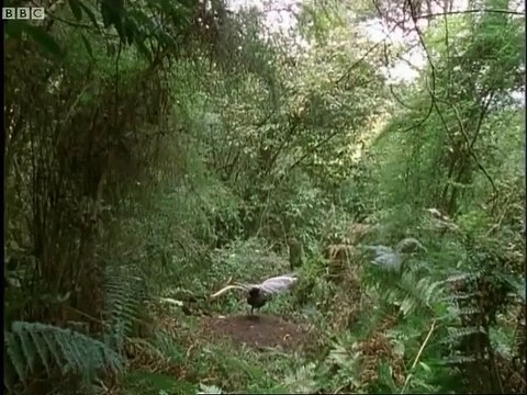 Cet oiseau imite tous les sons qu'il entend : oiseau Lyre