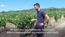 French winemakers test different grape varieties to adapt to climate change