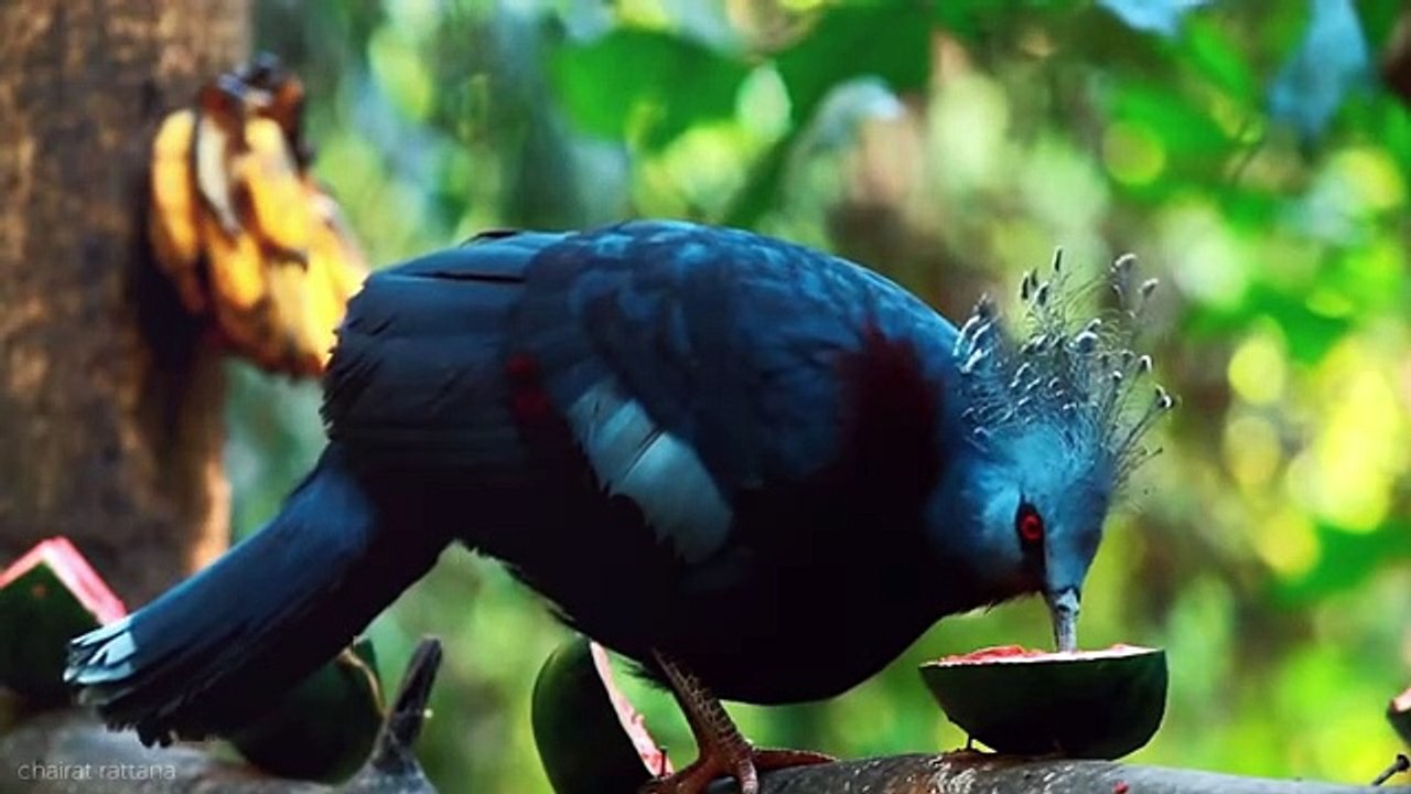 25 Beautiful Exotic Birds You Can Own as Pets - video Dailymotion