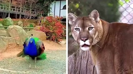 20 Scary Robotic Animals You Must See!