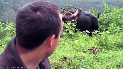 20 Most Powerful Creatures on Planet Earth