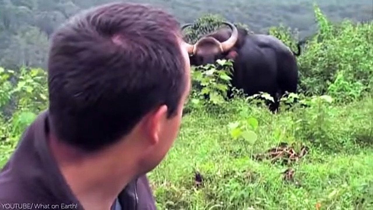 20 Most Powerful Creatures on Planet Earth