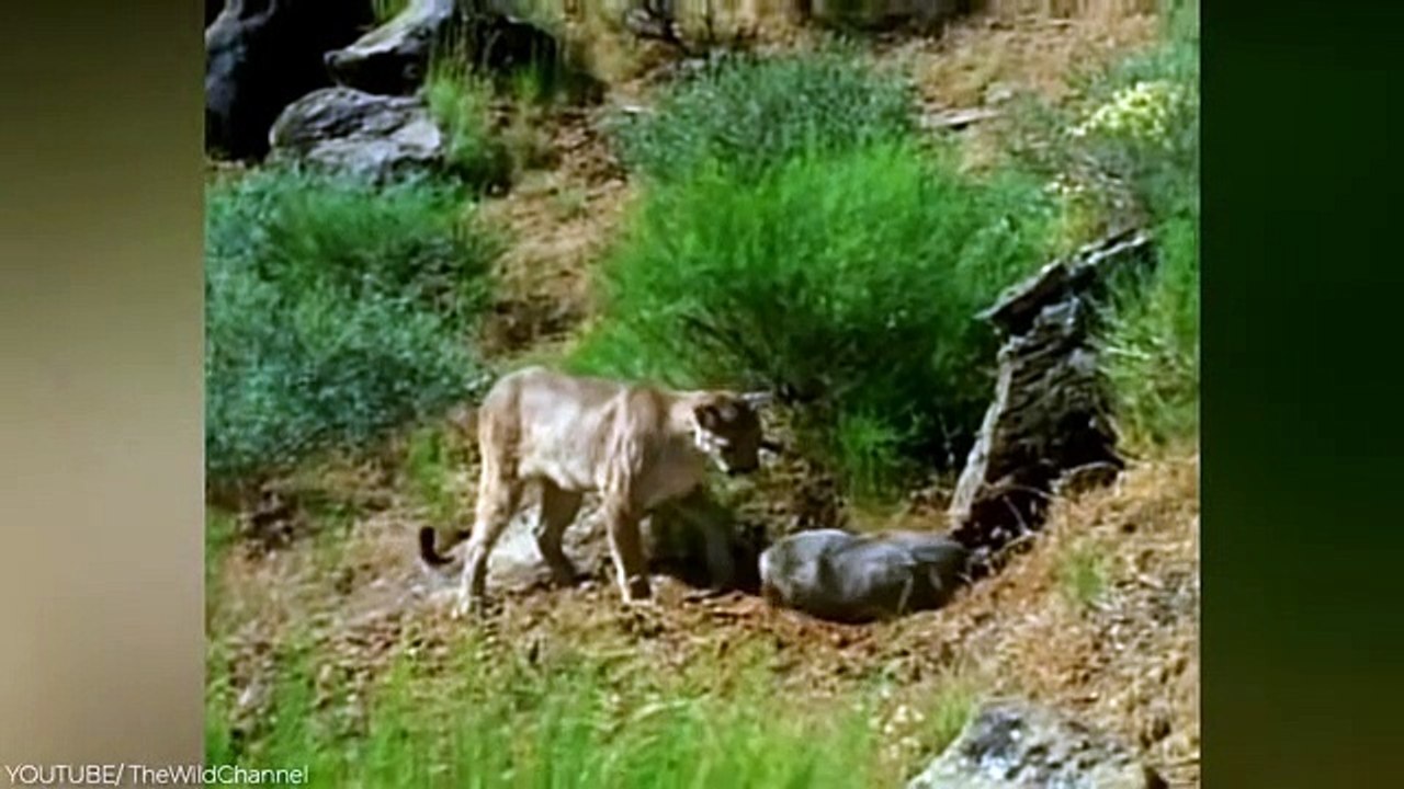 15 Times Predators Messed With The Wrong Prey